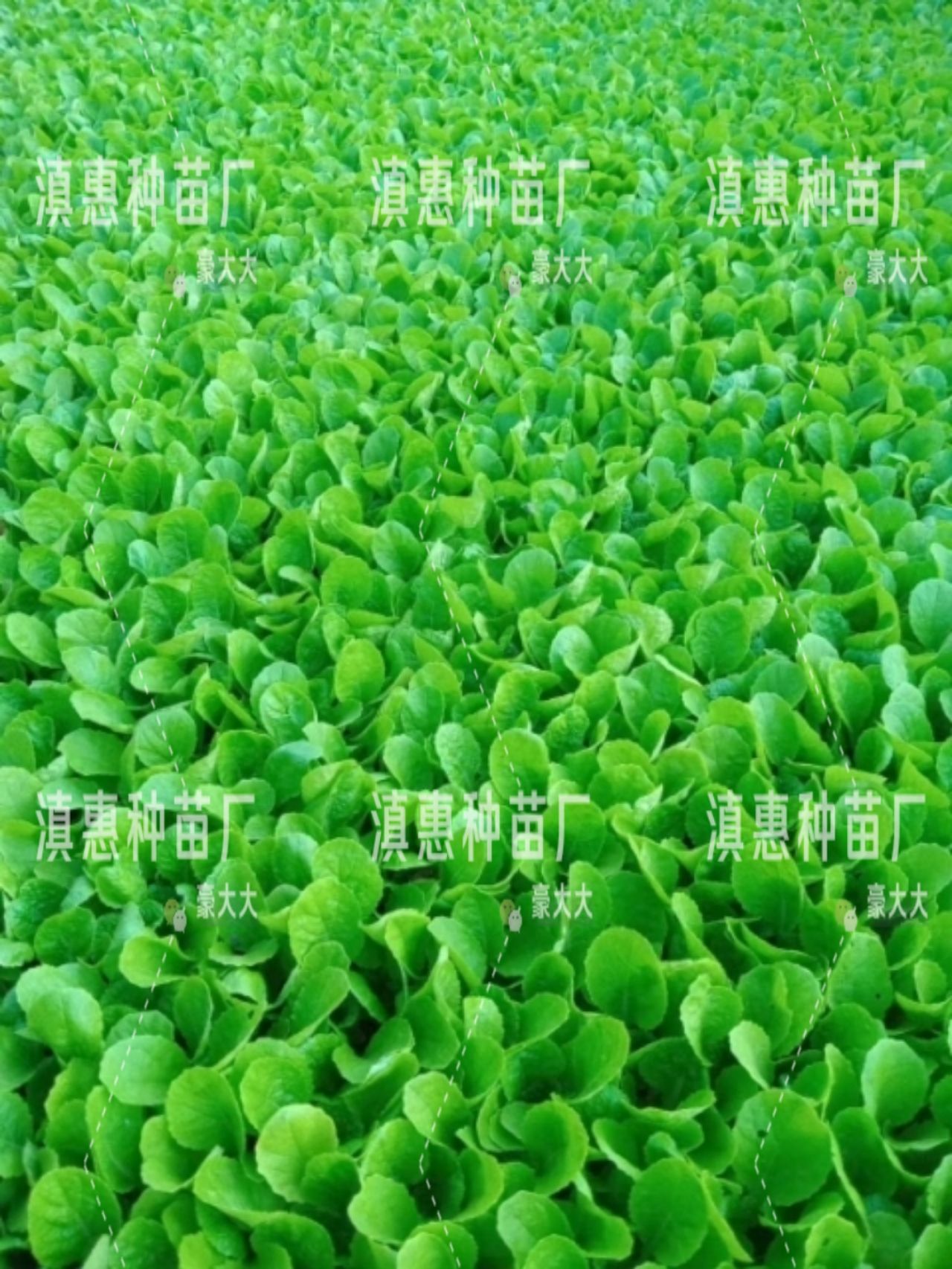 特级大白菜苗，全国包邮，量大从优