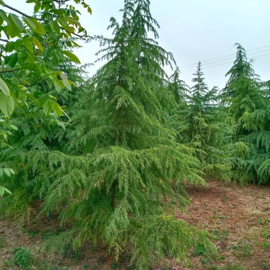 周至县 供应雪松，白皮松，油松，樱花，国槐，红叶李