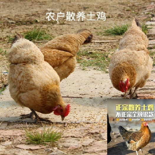 新邵县 农户散养土鸡