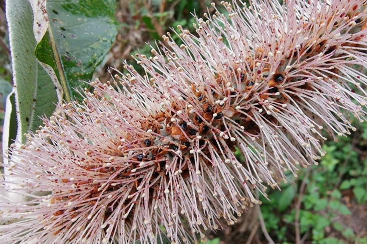  棉花花糖土蜂蜜