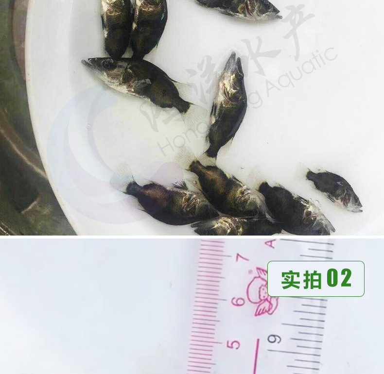 鳜鱼苗桂鱼苗翘嘴鱼桂鱼苗 麦鲮饵料产地直销 包邮发货