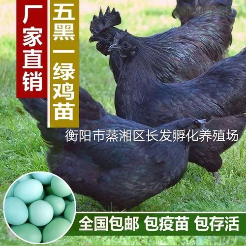 衡阳五黑鸡苗 绿壳蛋鸡苗  五黑一绿 ，五黑鸡 包疫苗技术指导，