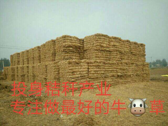 灵璧县小麦秸秆 大量秸秆出售