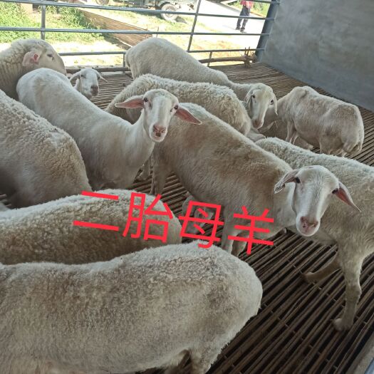 嘉祥县 农村湖羊养殖，怀孕母羊，羊羔