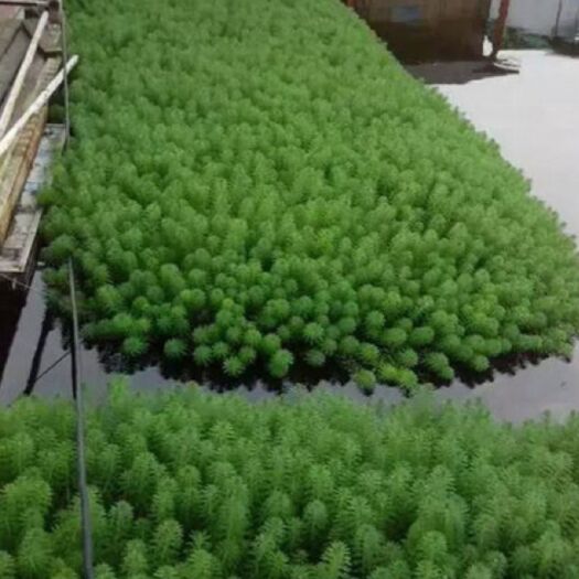 重庆市粉绿狐尾藻 大量批发孤尾藻