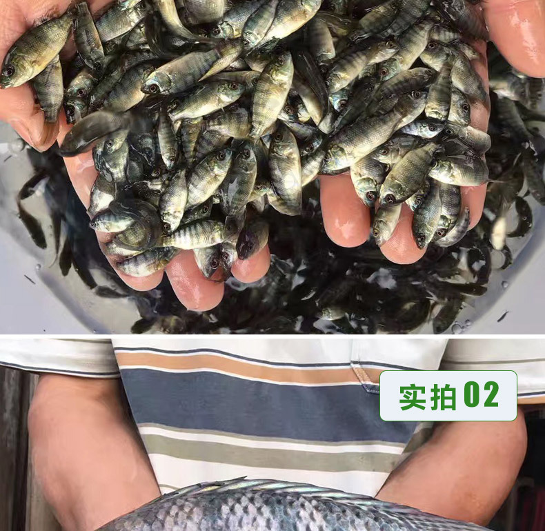 羅非魚苗新吉富羅非魚苗海南一號(hào)寶路羅非淡水養(yǎng)殖魚苗極速發(fā)貨