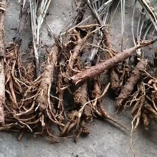 博白县 仙茅