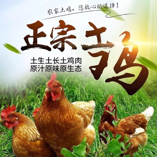 郴州土鸡 5-6斤 公