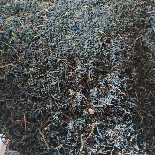 安溪县安溪铁观音 铁观音产地直供