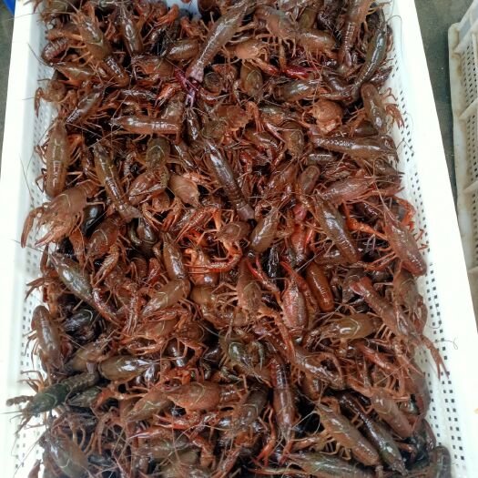 连云港塔山湖龙虾 金稻里稻田龙虾基地