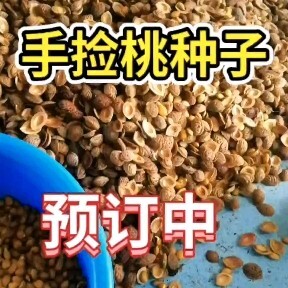 营口京桃种子 毛桃种子 桃芽种子