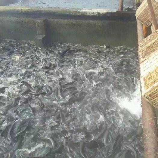 莘县 八须鲶鱼成鱼及鱼苗常年销售