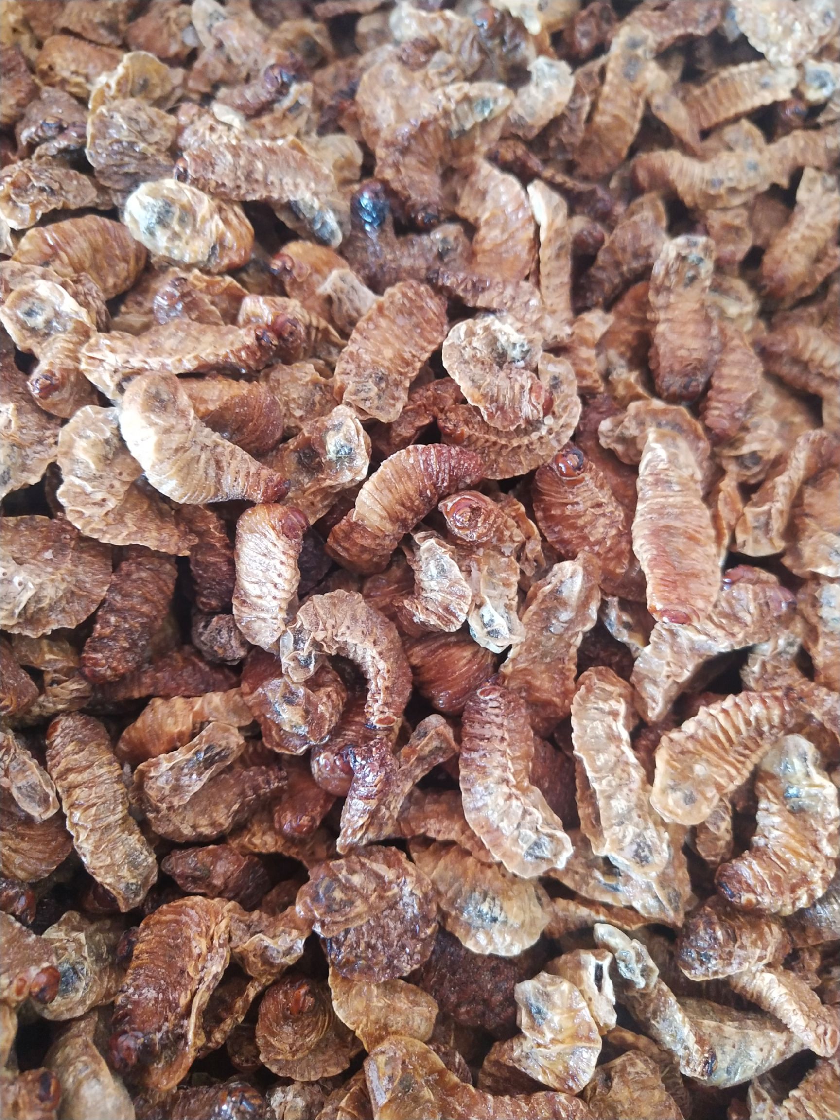 蛴螬常年经营大货，干度色泽好。