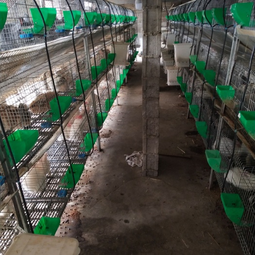 新沂市肉兔 1斤以下