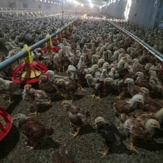 三原县脱温红羽380鸡苗 富康禽业出售380脱温鸡，乌鸡脱温鸡，芦花脱温鸡