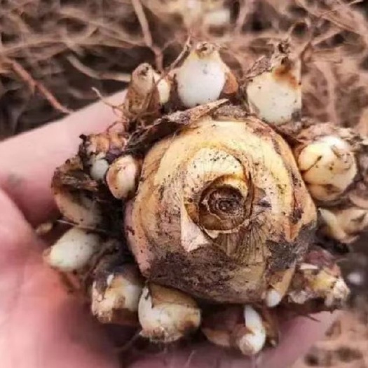 沭阳县 晚香玉种球 盆栽地栽多年生种球花卉白色重瓣浓香型花卉