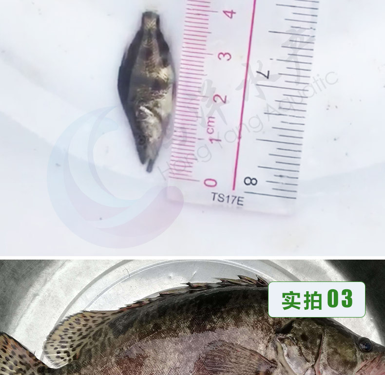 鳜鱼苗桂鱼苗翘嘴鱼桂鱼苗 麦鲮饵料产地直销 包邮发货