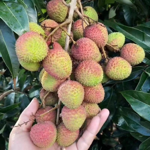 海口 一骑红尘妃子笑，无人知晓荔枝来