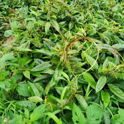 灵山县黑老虎