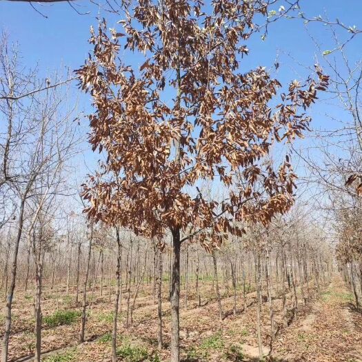 安阳县安阳大量供应麻栎蒙古栎辽东栎杯苗