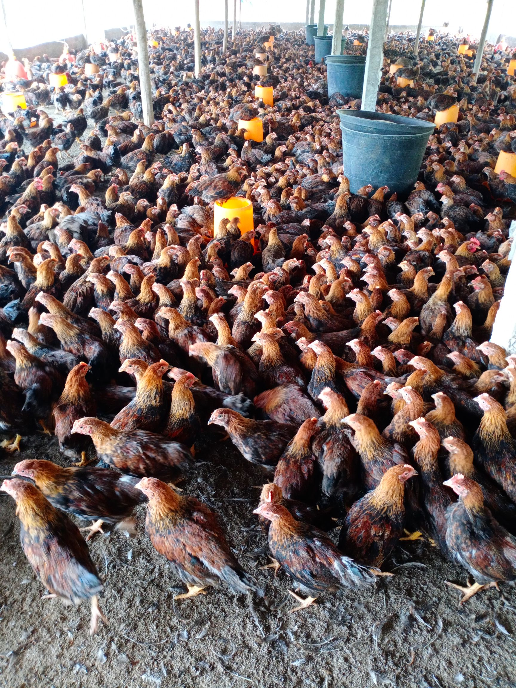 肉鸡苗 长期供应童俺鸡，三黄童俺，土童俺，麻俺