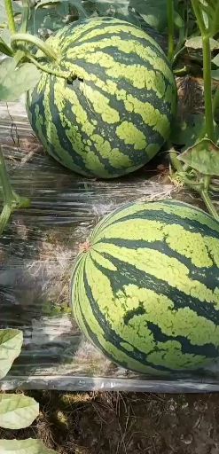 8424西瓜 5斤打底 8成熟 1茬