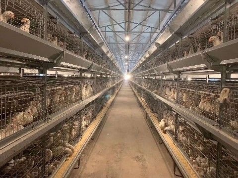 五常市 昱发禽业常年饲养出售各日龄优质青年鸡