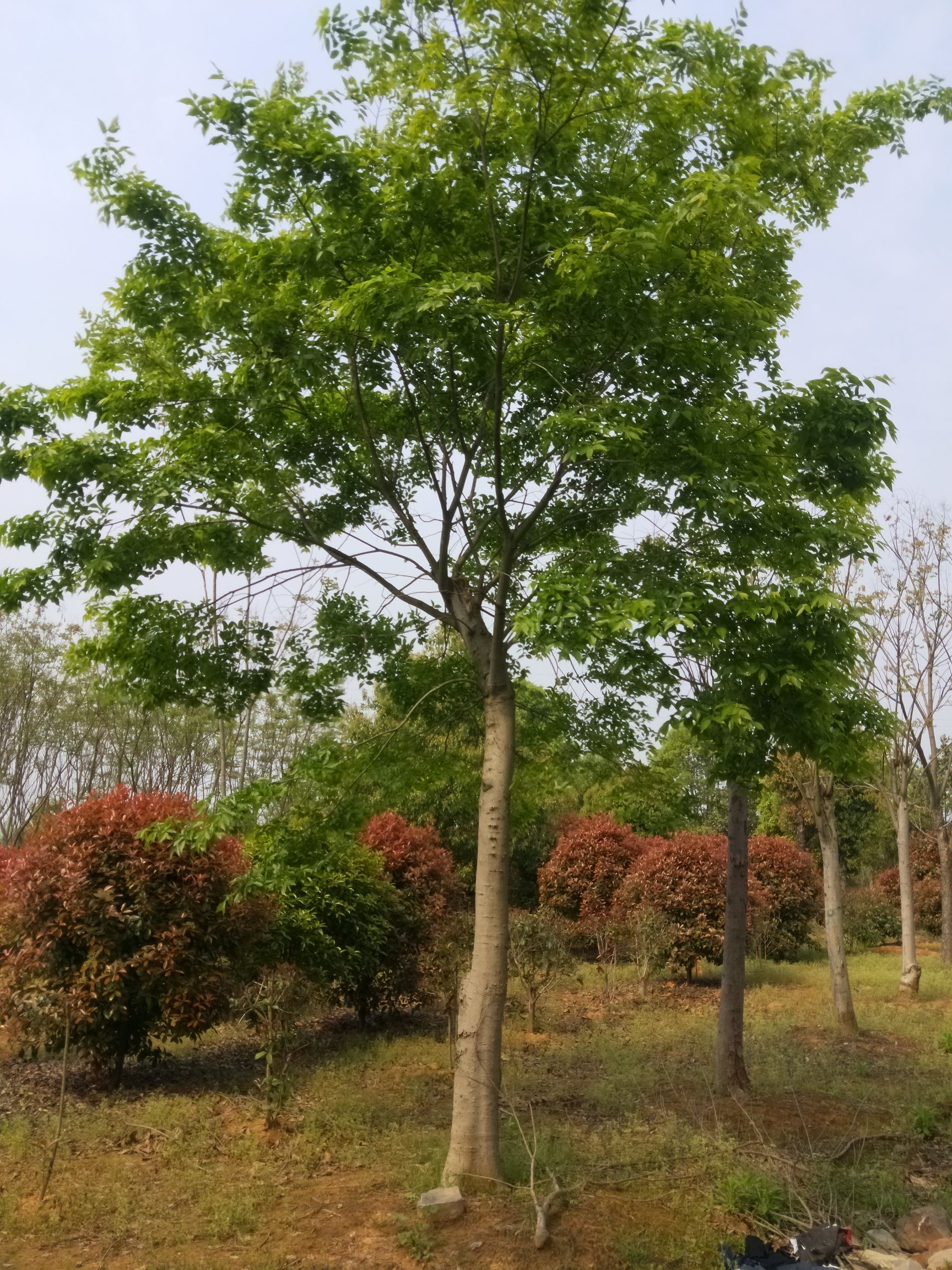 大叶朴树照片图片