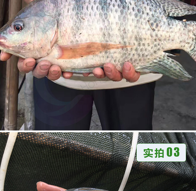 羅非魚苗新吉富羅非魚苗海南一號(hào)寶路羅非淡水養(yǎng)殖魚苗極速發(fā)貨