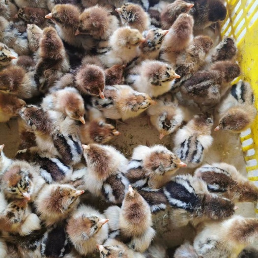广州灵山土鸡 公