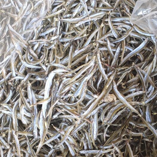 江门银针鱼 6-12个月