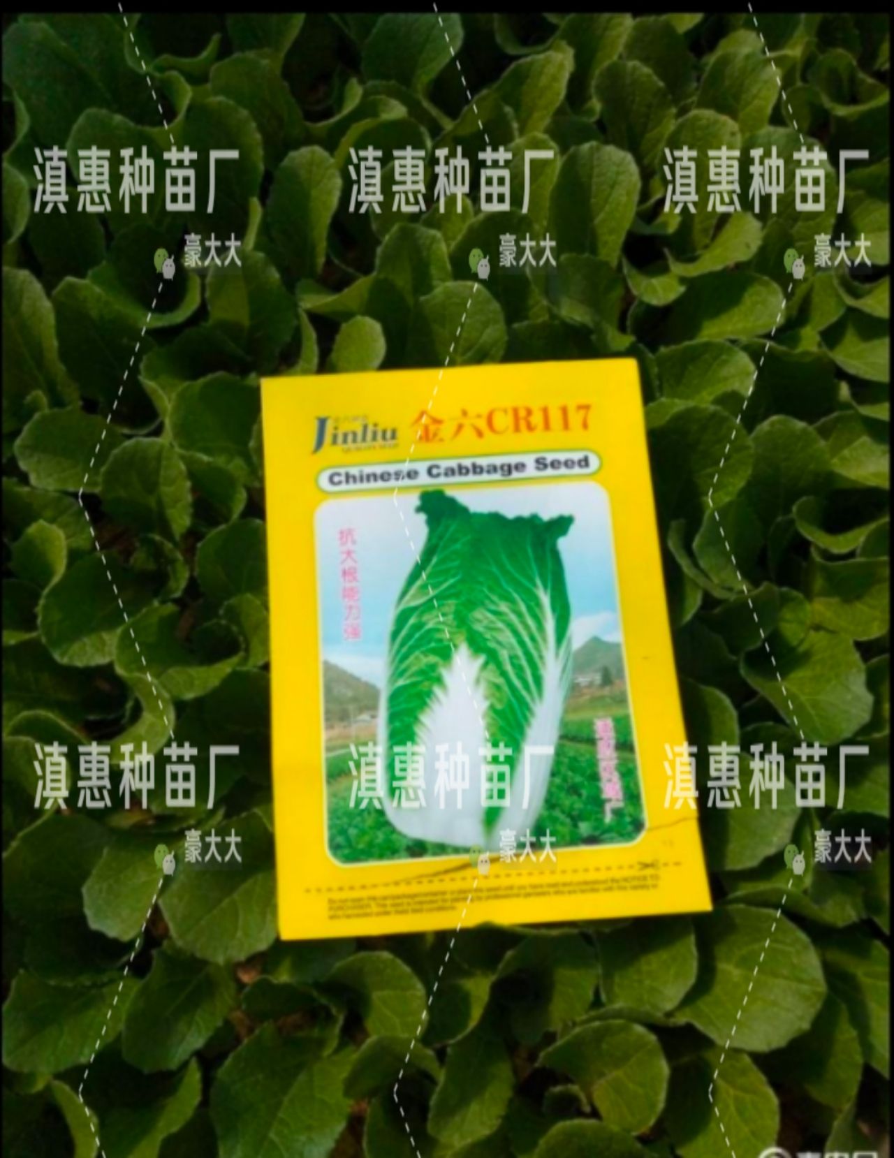 特级大白菜苗，全国包邮，量大从优