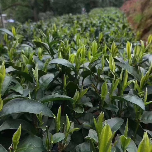 芜湖 安徽繁昌茶园