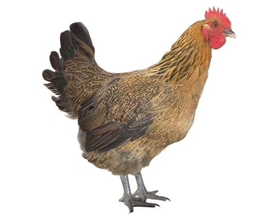 南宁 青脚麻鸡苗