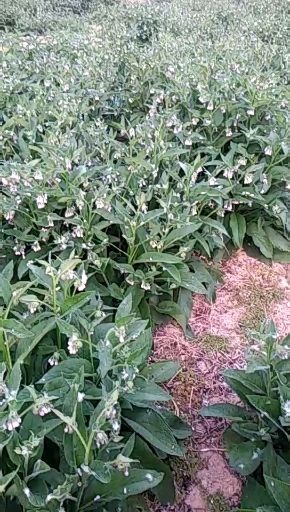 青绿饲料  俄罗斯饲料菜种根～聚合草多年生牧草品种