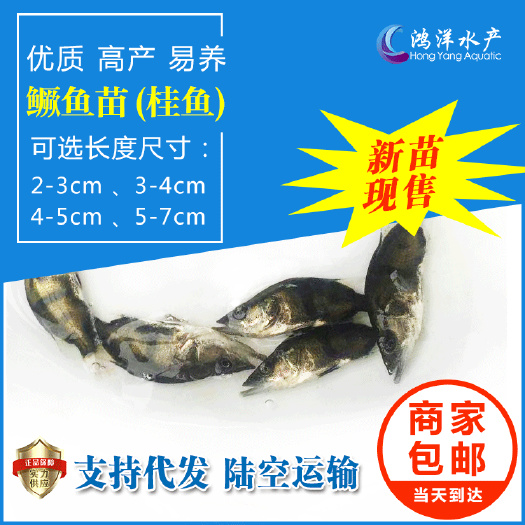 广州优质鳜鱼苗 桂鱼苗 路亚鳜鱼 桂花鱼饵料水花全国发货