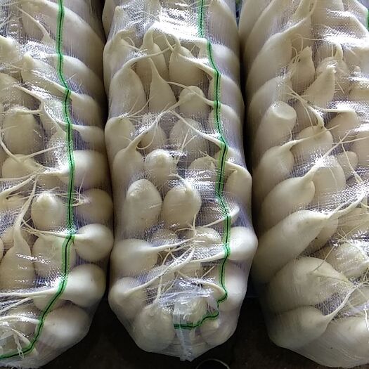 天门市精品白萝卜，三排，四排，价格美丽。