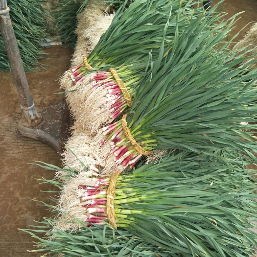 剑川县红根蒜苗 50 - 60cm