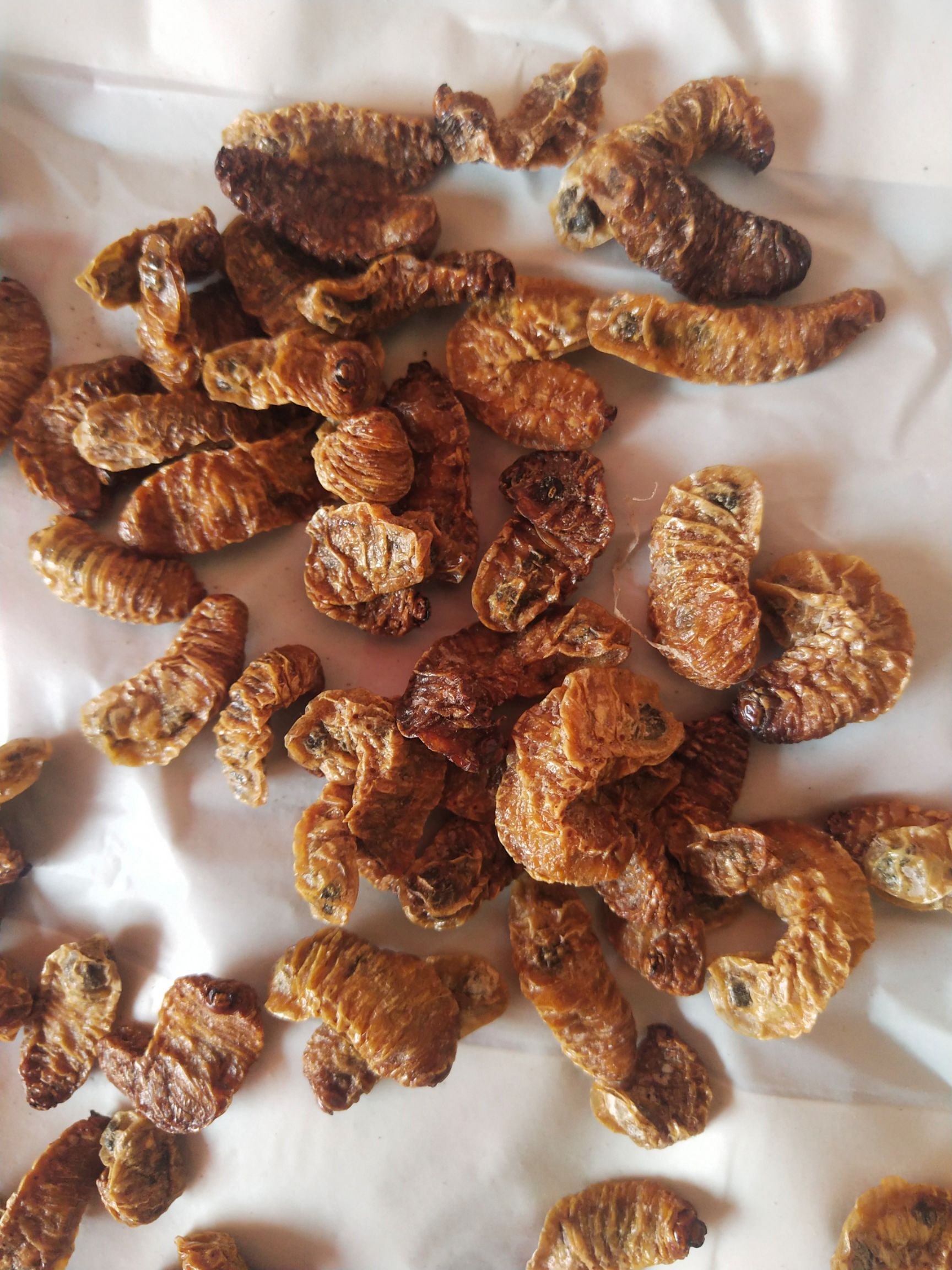 蛴螬常年经营大货，干度色泽好。