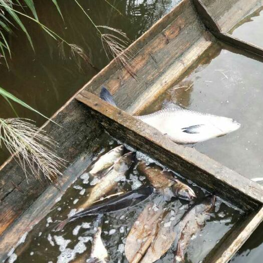 余干县 信河支流纯生态青鱼