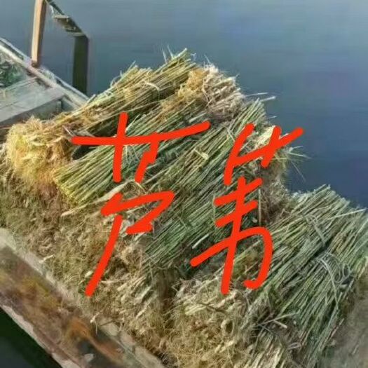  芦苇苗
