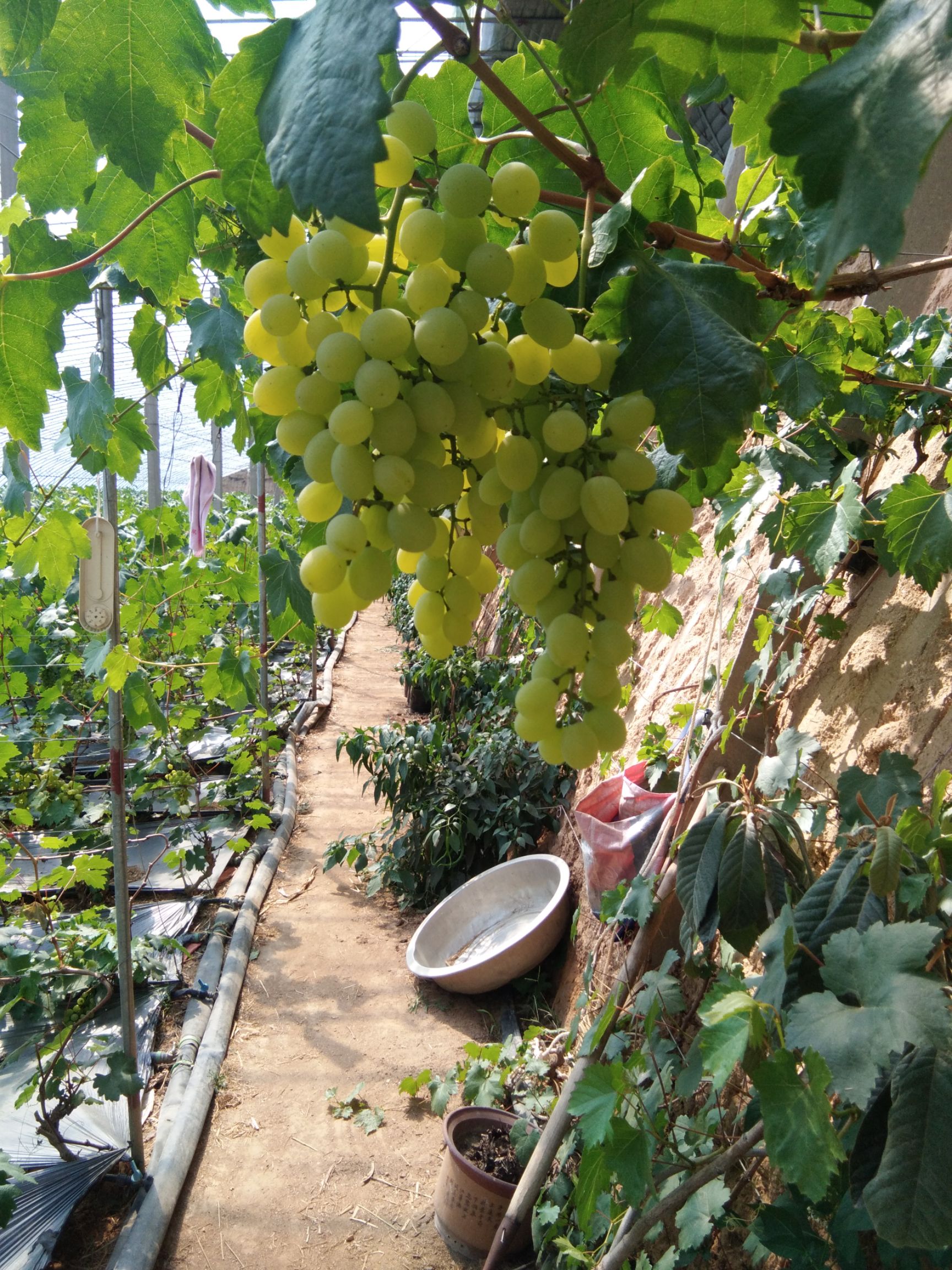 甜王西瓜 维多利亚葡萄