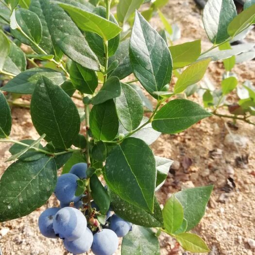 庄河市 自家蓝莓