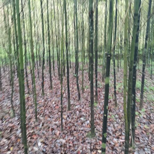 凤冈县小叶樟