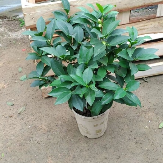 漳平市茶花树 重瓣四季茶