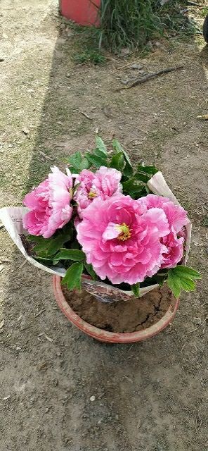菏泽观赏牡丹 0.5~1米 2~4cm 4~6cm