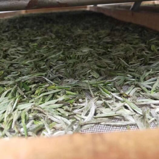 福鼎市福鼎白茶 恒温长期保存