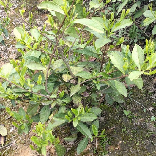 郎溪县野生绿茶 1-2年