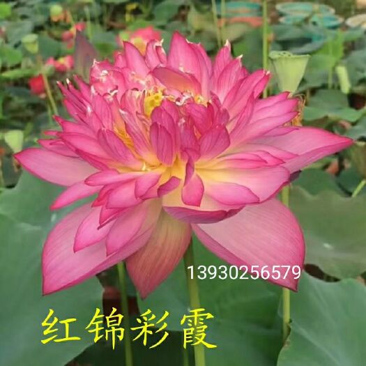 安新县荷花 大型观赏精品种苗
