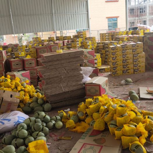 乐东县 海南精品哈密瓜系列 产地直销 头瓜次瓜都有